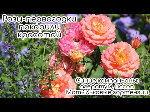 Видео: РОЗЫ-первогодки покорили КРАСОТОЙ💖Синие компаньоны: агератумы, иссоп🧚Мотыльковые ГОРТЕНЗИИ