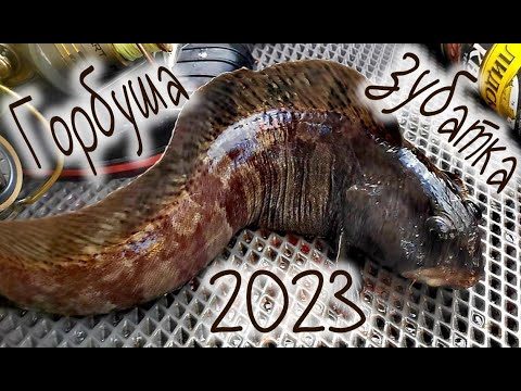 Видео: Горбуша 2023, рыбалка на Белом море, треска , селёдка , Pink salmon 2023, fishing on the White Sea