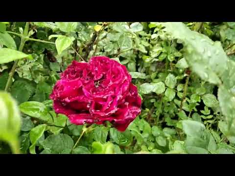 Видео: На мои розы никаких тумб не хватит.