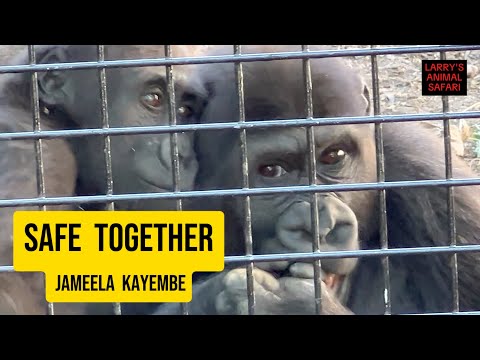 Видео: Тихое время игр с гориллой 🦍 Джамиля играет