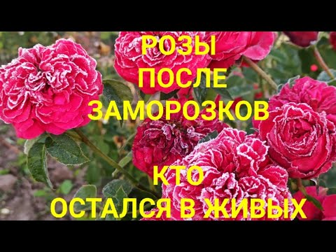 Видео: Розы и майские морозы -6 😱Самые стойкие сорта🌹