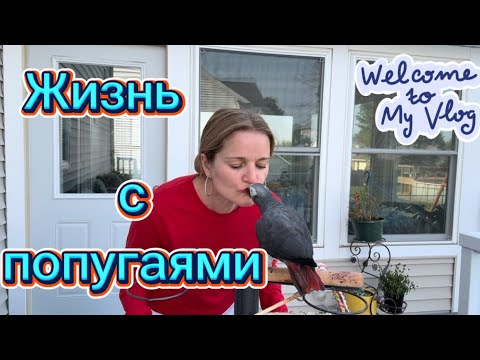 Видео: УБОРКА КЛЕТОК ПОПУГАЕВ #iowa #usa #life #vlog #parrot #cage #жизньасша 