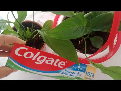 Видео: ТІС ПАСТАСЫНЫҢ ҮЙ ГҮЛДЕРІНЕ ПАЙДАСЫ ҚАНДАЙ 👆