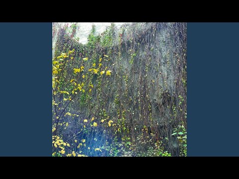 Видео: колесо