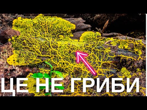Видео: Міксоміцетові слизовики: хто це такі, як вони розгадують головокрутки та стають роботами