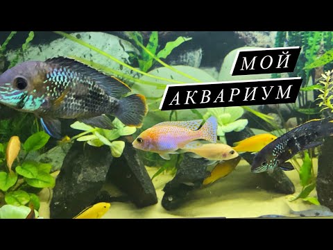 Видео: Рыбки Цихлиды/Мой Аквариум/ Содержание/Редкие рыбы