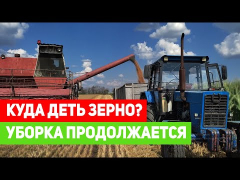 Видео: КУДА ДЕТЬ ЗЕРНО? УБОРКА ПРОДОЛЖАЕТСЯ