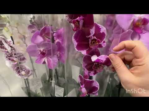 Видео: … Со мной ушел Mango😂 #орхидеимоегодома 