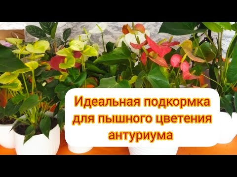 Видео: Антуриум уход в домашних условиях. #антуриум #спатифиллум #мужскоесчастье#plants #anturium