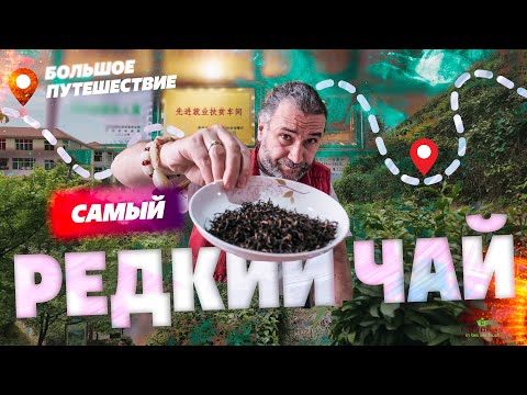Видео: Дикий чай. Большое путешествие в поисках самого редкого чая!