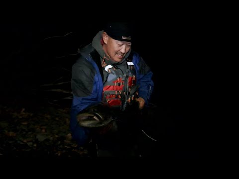 Видео: 2022 оны Намрын улирлын хаалт: завь мотор угсарч, тул болон бусад том загас барьж суллав.