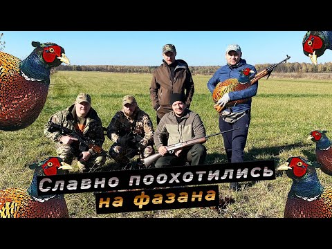 Видео: Охота на подсадного фазана в октябре 2022