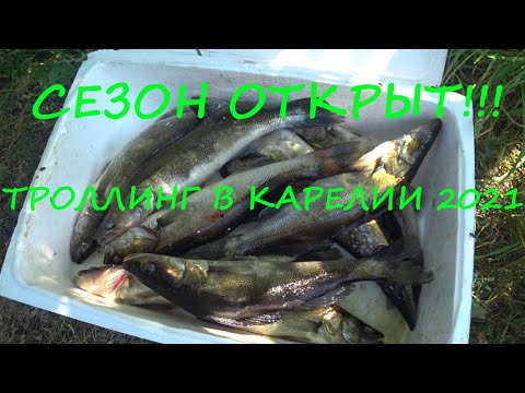 Видео: СУДАК ПРЁТ СТЕНОЙ!!!РЫБАЛКА в КАРЕЛИИ на ВЕДЛОЗЕРЕ!