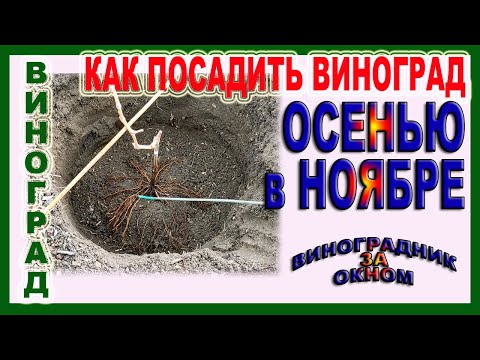 Видео: 🍇 Посадка винограда в ноябре. Правильная подготовка и посадка саженцев осенью на постоянное место