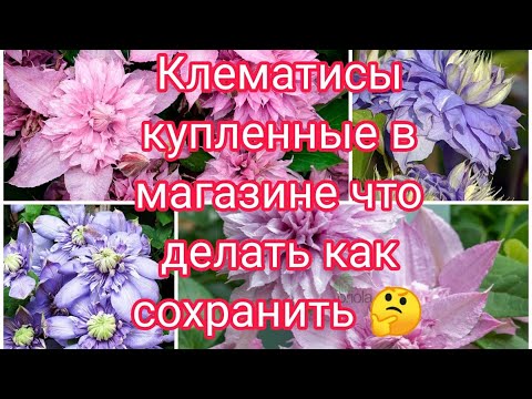 Видео: КЛЕМАТИСЫ КУПЛЕННЫЕ В СЕТЯХ МАГАЗИНОВ , КАК СОХРАНИТЬ ДО ВЫСАДКИ 🤔💐