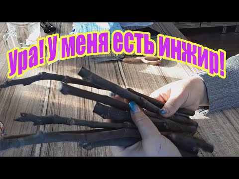 Видео: Укореняю черенки инжира Блэк Миссия