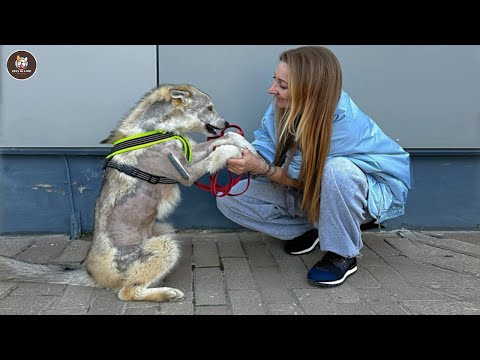 Видео: Не тратьте на меня время! Собака расплакалась, когда её исцелили и полюбили.