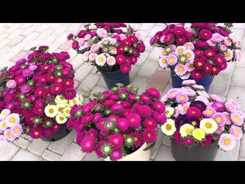 Видео: Собрали тыкву на рынок.Срезала астры.