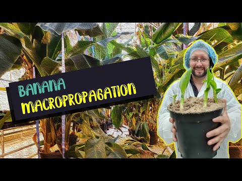 Видео: Макроразмножение банана (как получить несколько растений из одного)