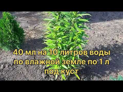 Видео: Пересадка лилий.Уход ВЕСНА - ОСЕНЬ.
