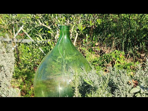 Видео: Вот так делают оливковое масло в Италии.