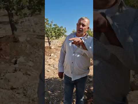 Видео: дарахти Писта