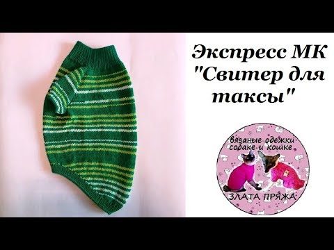 Видео: 40. Экспресс МК Свитер для таксы