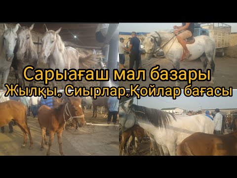 Видео: Сарыағаш мал базары Жылқылар,Қойлар,Сиырлар бағасы