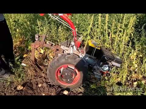 Видео: Копка картофеля. Мотоблок Мотор Сич. Веерная копалка