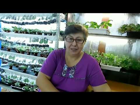 Видео: Оранжерея в квартире.С чего все началось и к чему привело