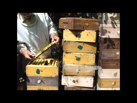 Видео: Искусственное роение в удаве, продолжение