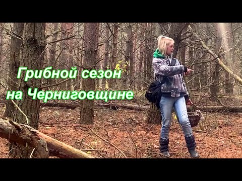 Видео: 🌲 В лес одна за грибами. Все пошло не по плану. Живу на краю села.