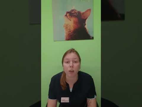 Видео: Асцит у животных