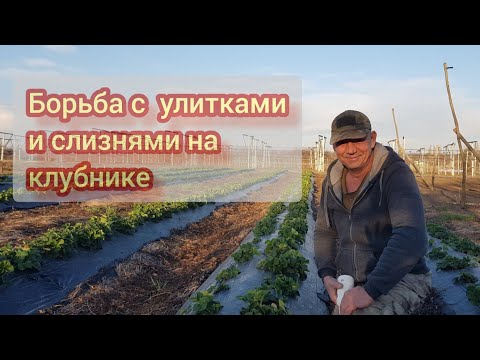 Видео: Способ борьбы с улитками и слизнями на землянике садовой(клубника)