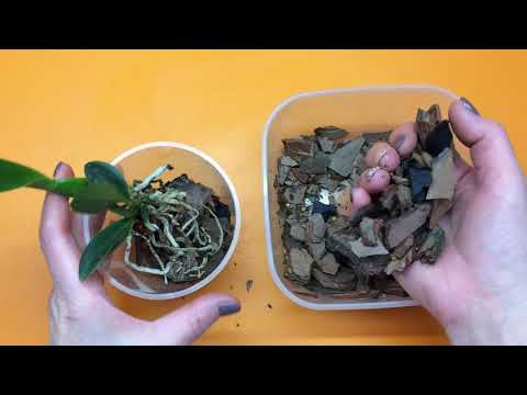 Видео: Пересадка каттлеи Laelia purpurata из посылки. Подготовка субстрата, обработка и уход после посадки.