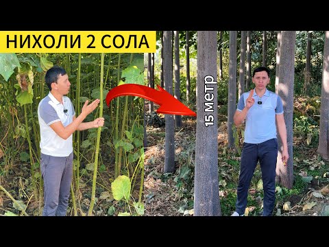 Видео: Павлония дар Точикистон акнун тахта бепул мешавад