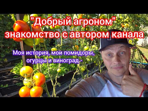 Видео: ‼️Сентябрь в огороде: собираем последние плоды🍅 помидоров и огурцов🥒