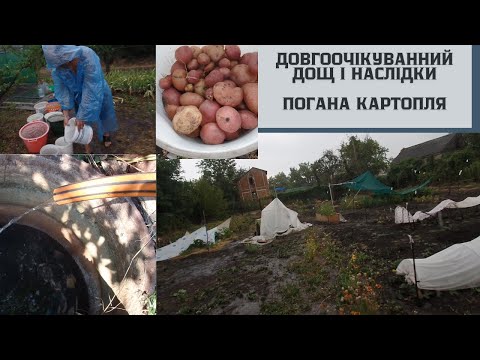 Видео: #70  Нарешті пішов довгоочікуванний дощ/Наслідки після нього/Бочка для води/Картопля вродила погана