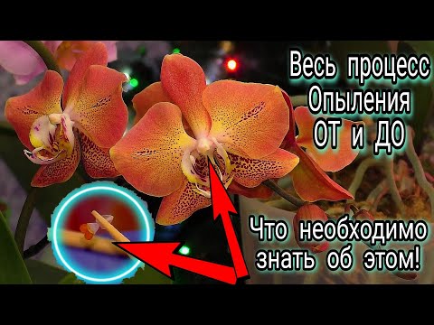 Видео: 🥳ОПЫЛИТЬ ОРХИДЕЮ легко Всё что нужно об этом знать☝️