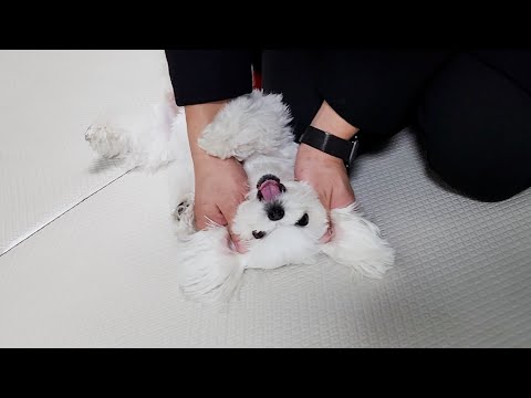 Видео: Почему папа ищет щенка после работы