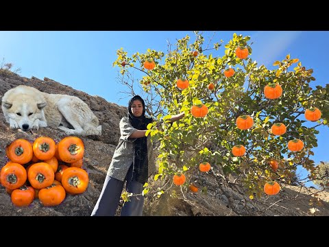 Видео: Сбор дикой хурмы 🍊 в горах Загрос | Настоящая кочевая деревенская жизнь 🌄