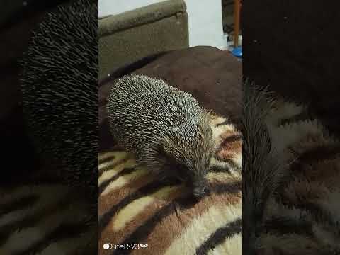 Видео: 23 октября 2025 г.