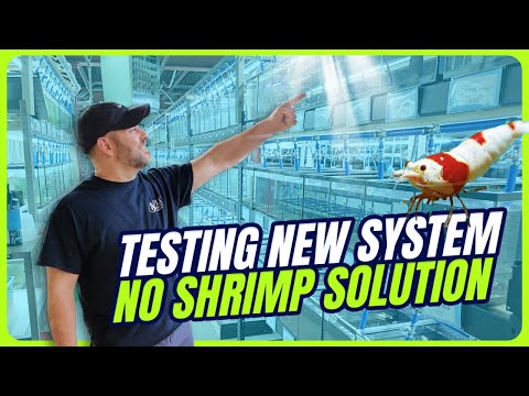 Видео: Решаем проблему отсутствия креветок... Что мы делаем
