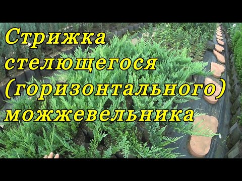 Видео: Стрижка (формирование) стелющегося (горизонтального) можжевельника.