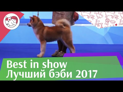 Видео: Best in show Лучший бэби 18 марта на Евразии 17 ilikepet