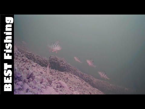 Видео: ОСЬ ЩО РОБИТЬ ОКУНЬ КОЛИ У ВАС НЕ КЛЮЄ! ПІДВОДНА ЗЙОМКА АКТИВНОСТІ РИБИ Ч.2 #bestfishing #ПІДВОДОЮ