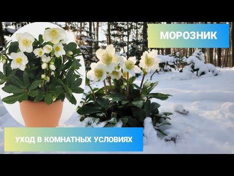 Видео: МОРОЗНИК / РОЖДЕСТВЕНСКАЯ РОЗА / Уход в комнатных условиях