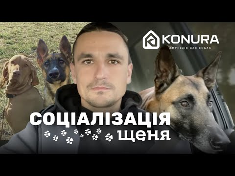 Видео: Соціалізація щеня