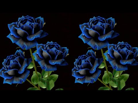 Видео: Как сделать розы из полиэтиленовых пакетов - идеи цветочных поделок