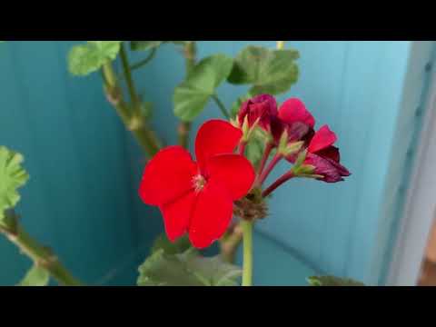 Видео: Пеларгония на балконе